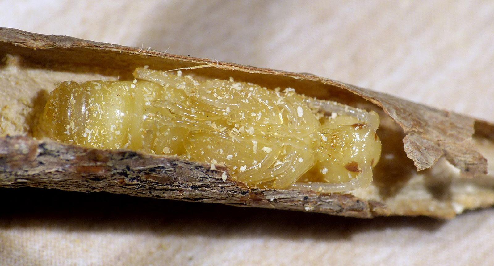 Purpuricenus interscapillatus sasanus - pupa