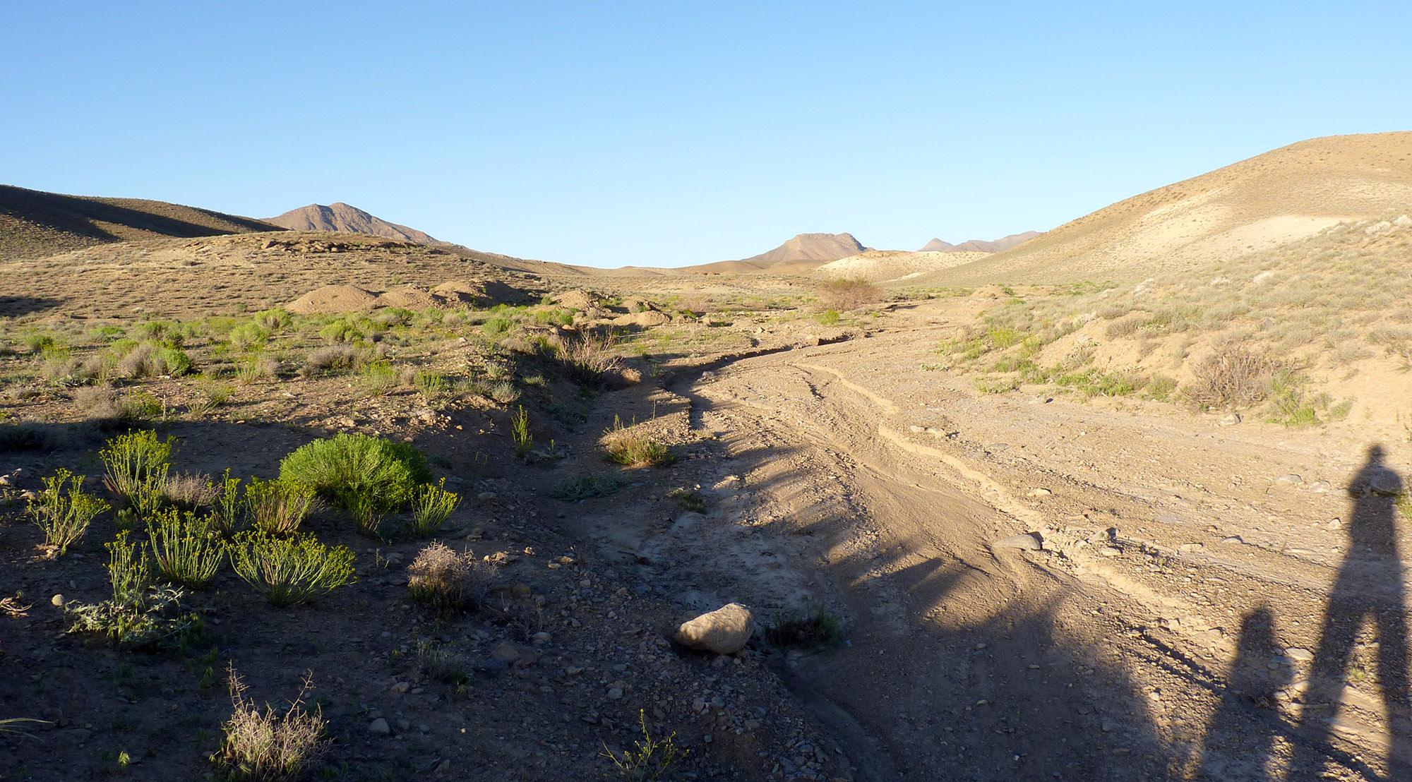 Purpuricenus nanus - habitat