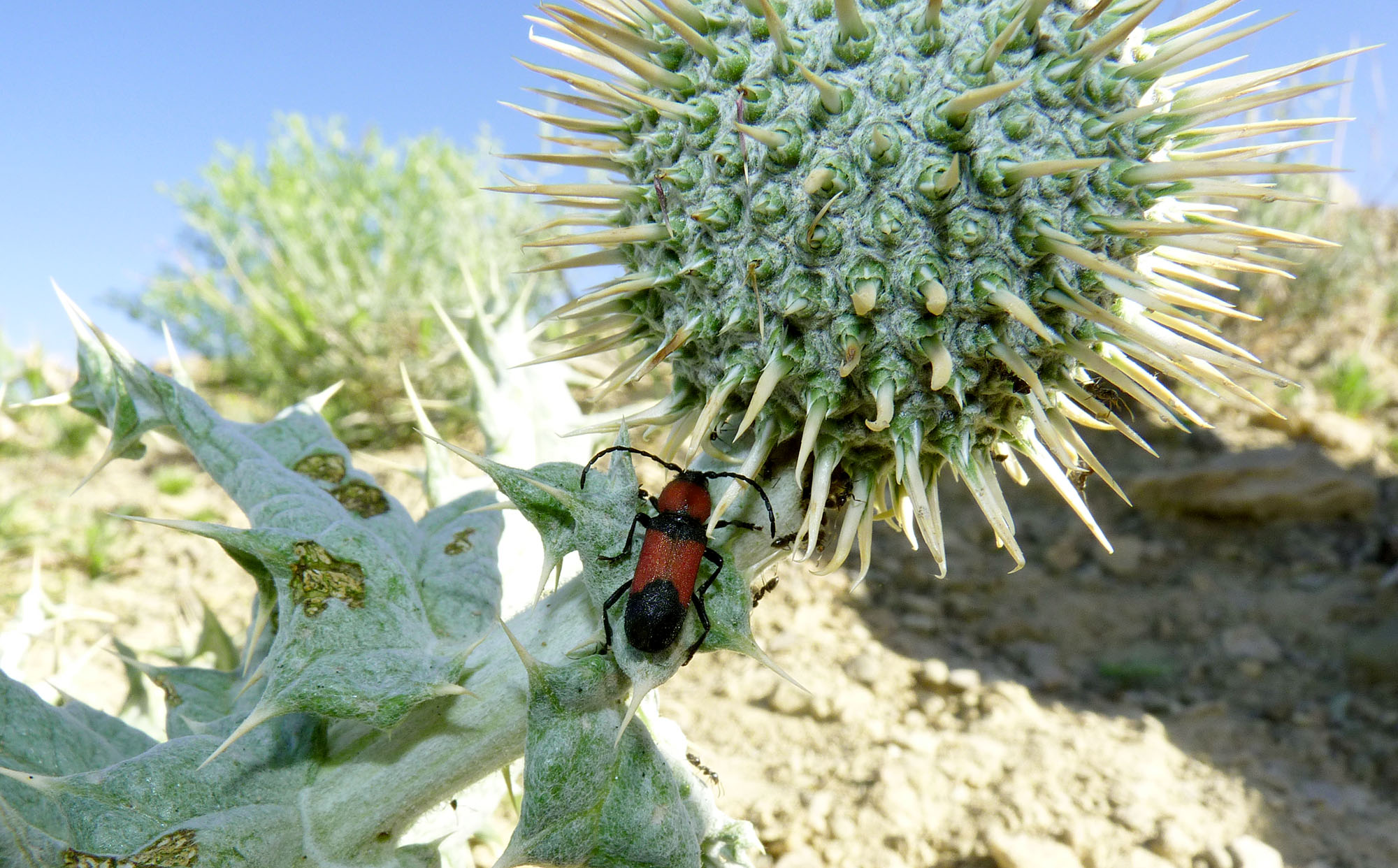 Purpuricenus nanus - probable host plant