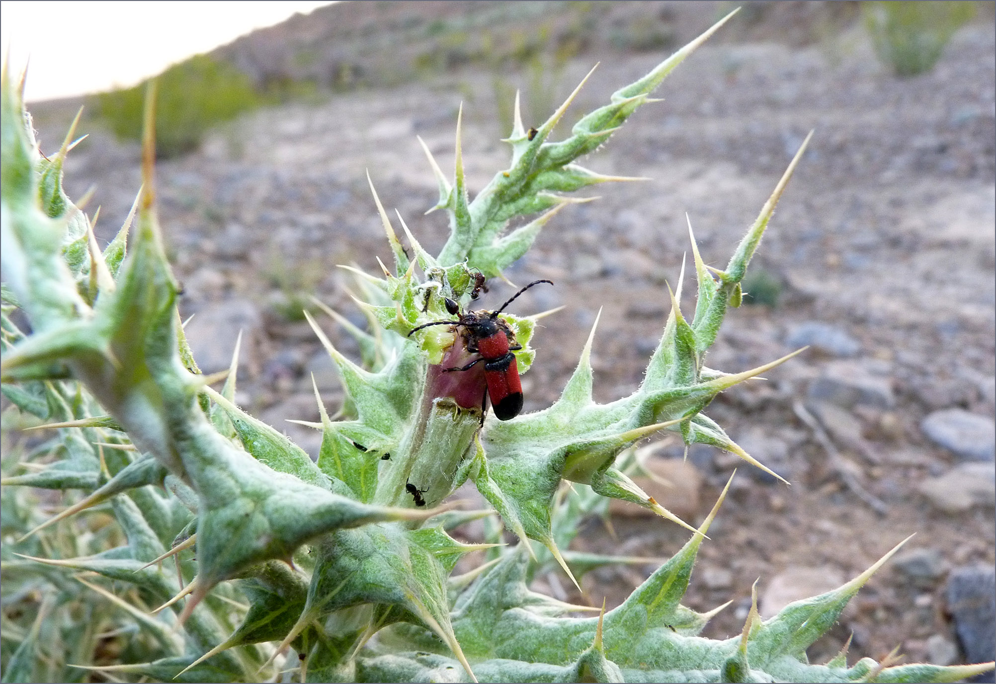 Purpuricenus nanus - probable host plant