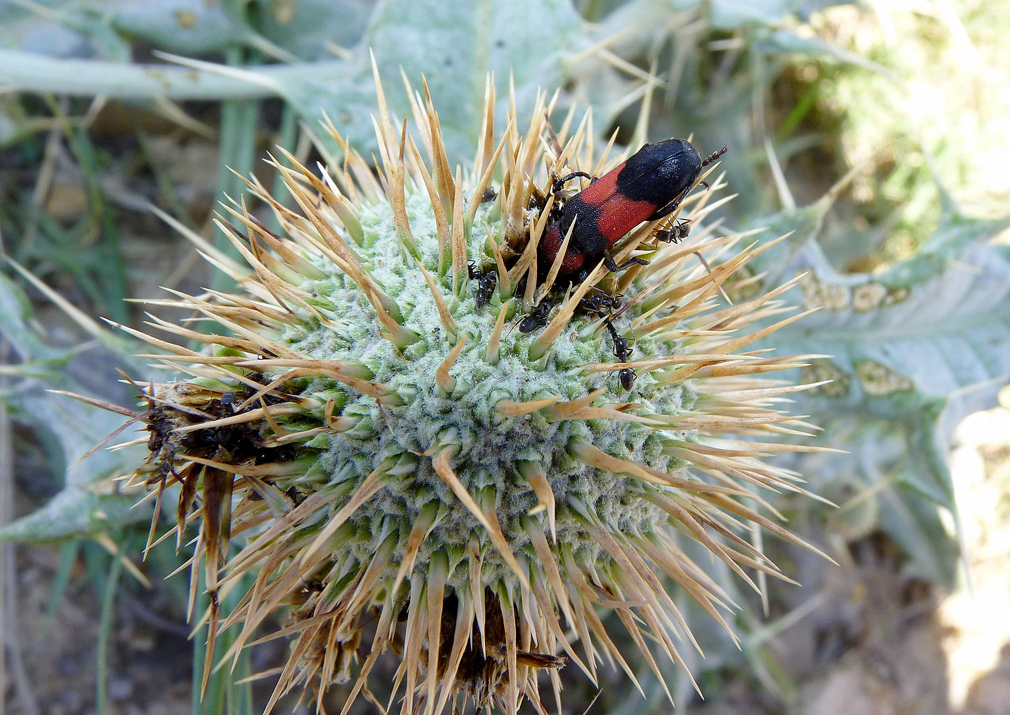 Purpuricenus nanus - probable host plant