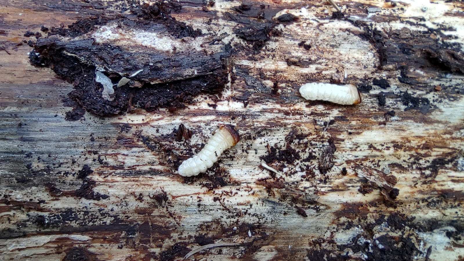 Rhagium mordax - larva a pupa