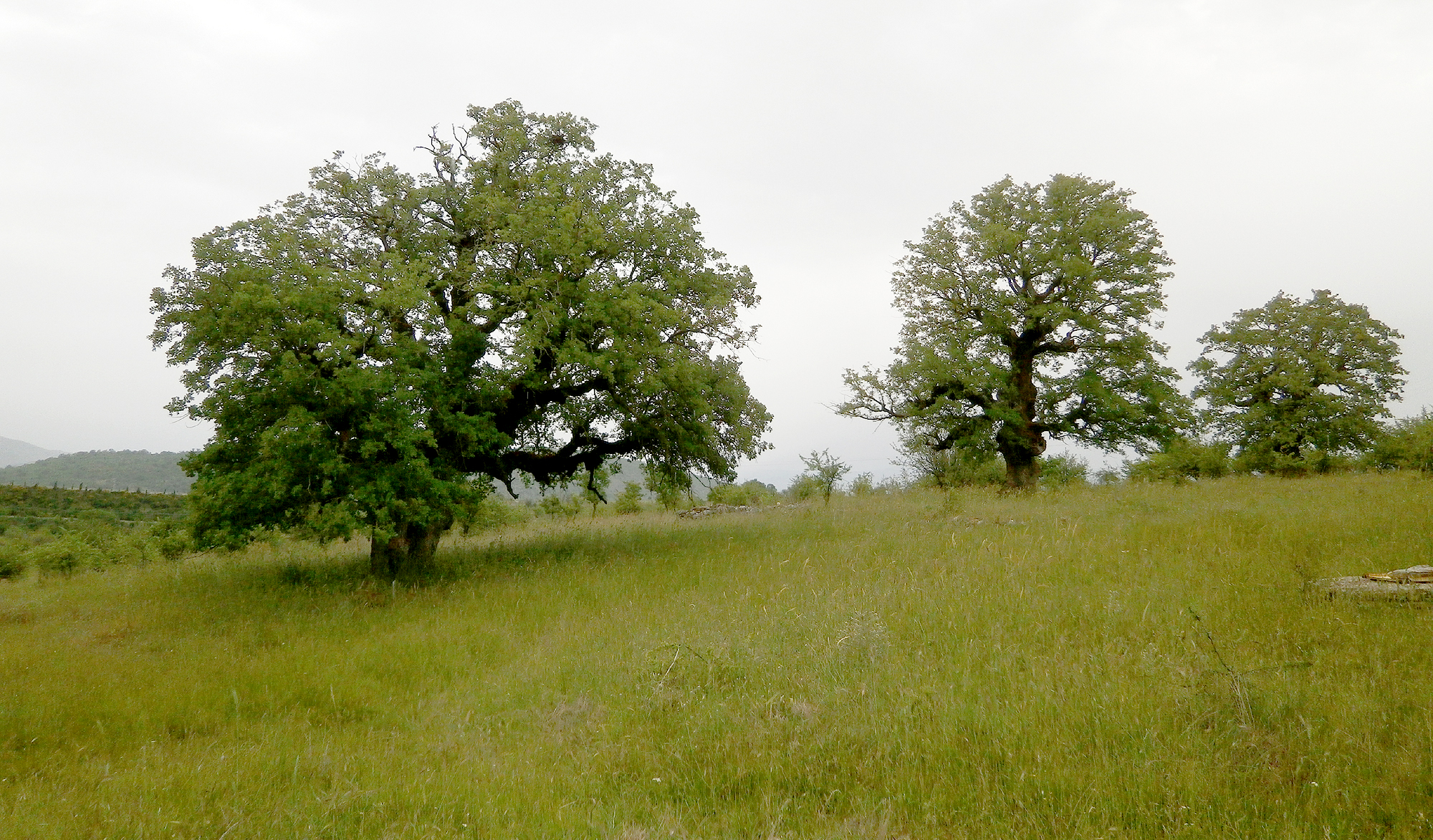 Rhagium pruinosum - habitat