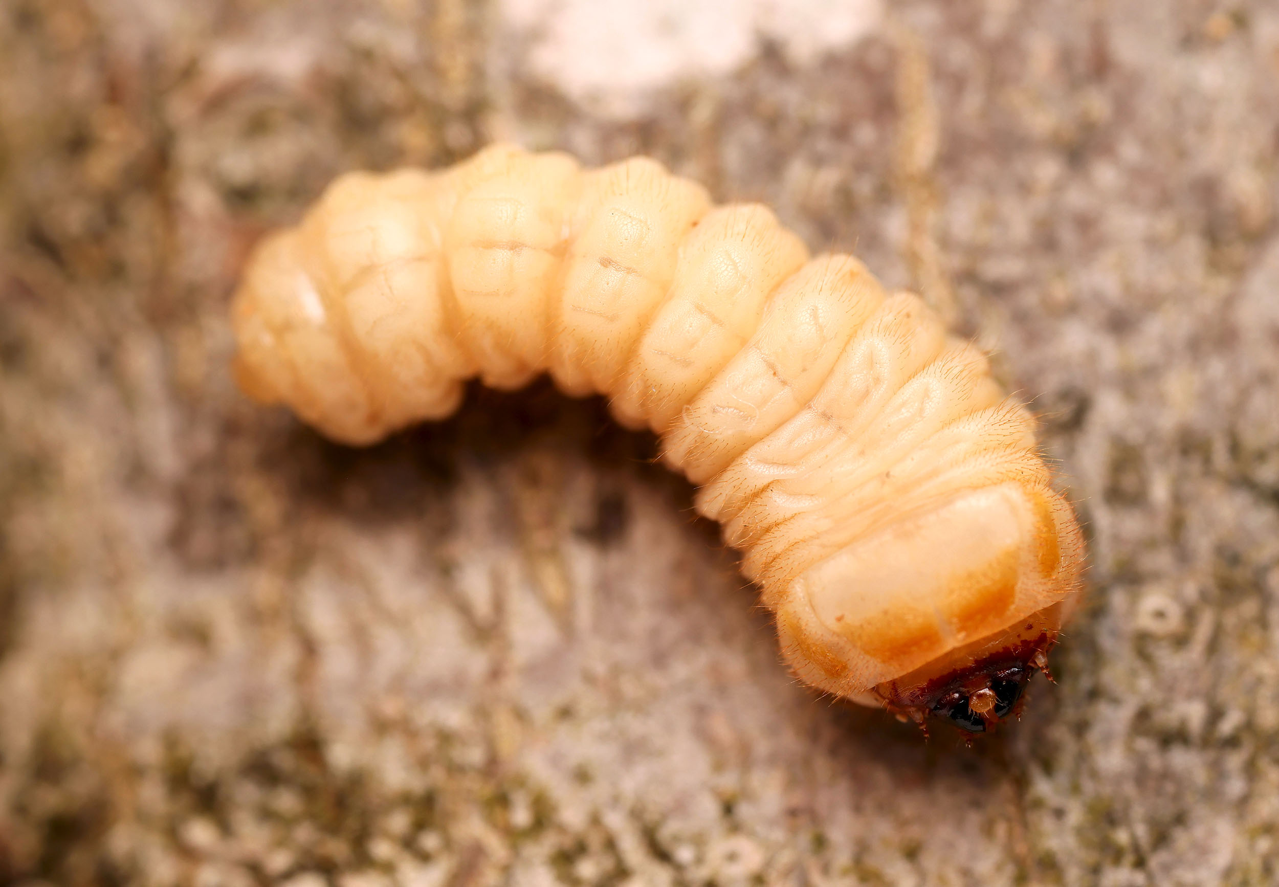 Ropalopus ungaricus ungaricus - larval gallery