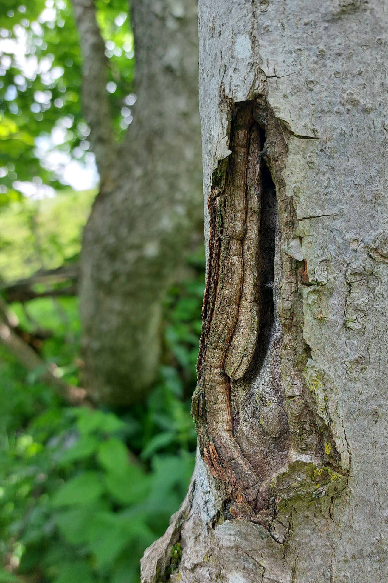 Ropalopus ungaricus ungaricus - larva