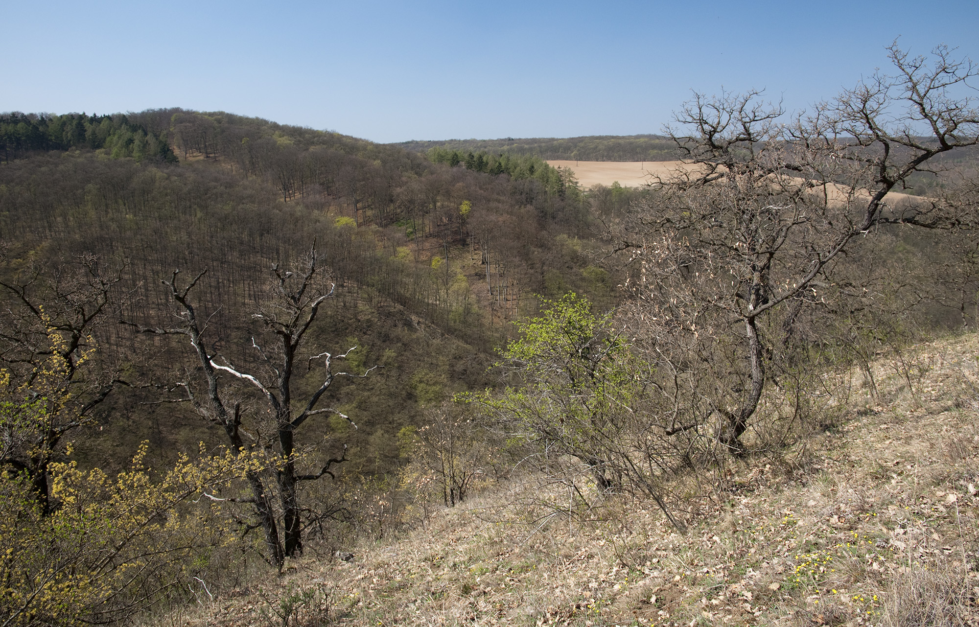 Ropalopus varini - habitat