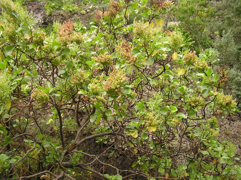 Rumex lunaria