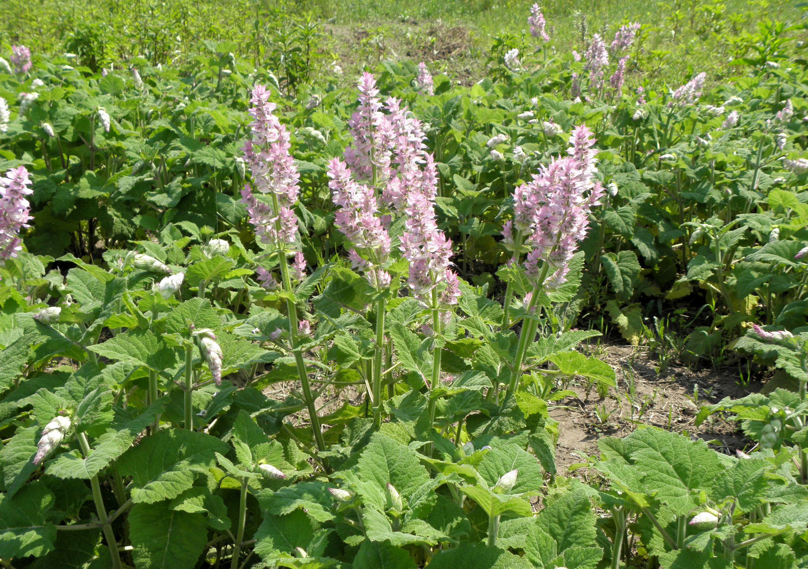 Salvia sclarea