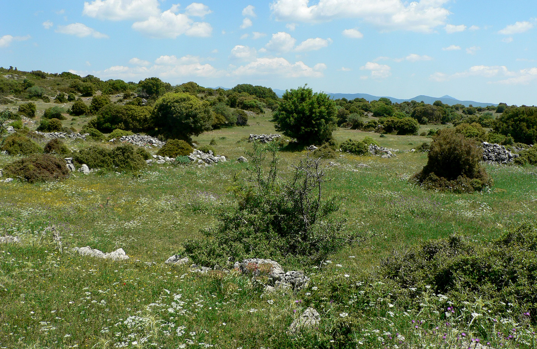 Saperda quercus quercus - habitat