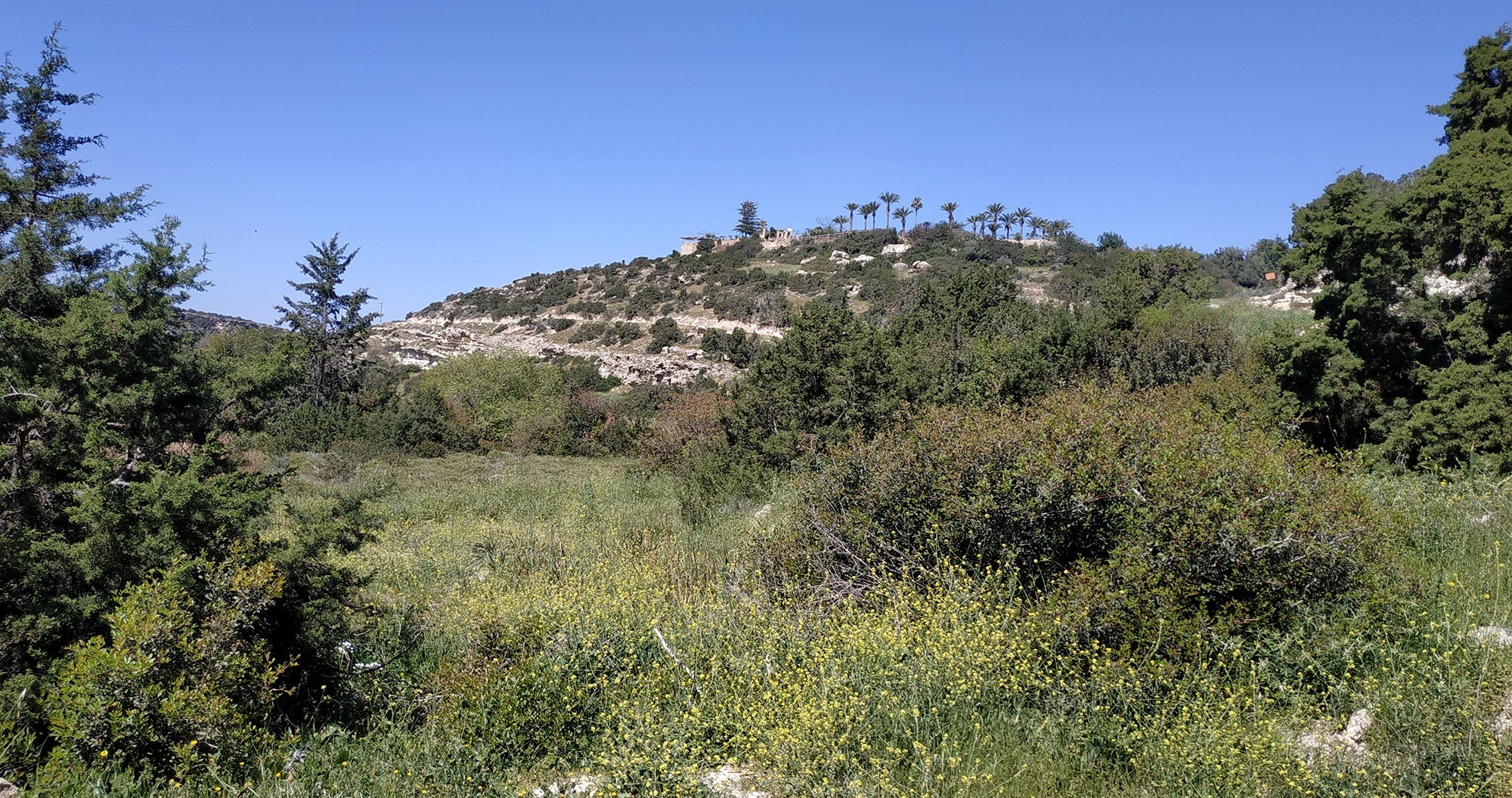 Stenopterus similatus mehli - habitat