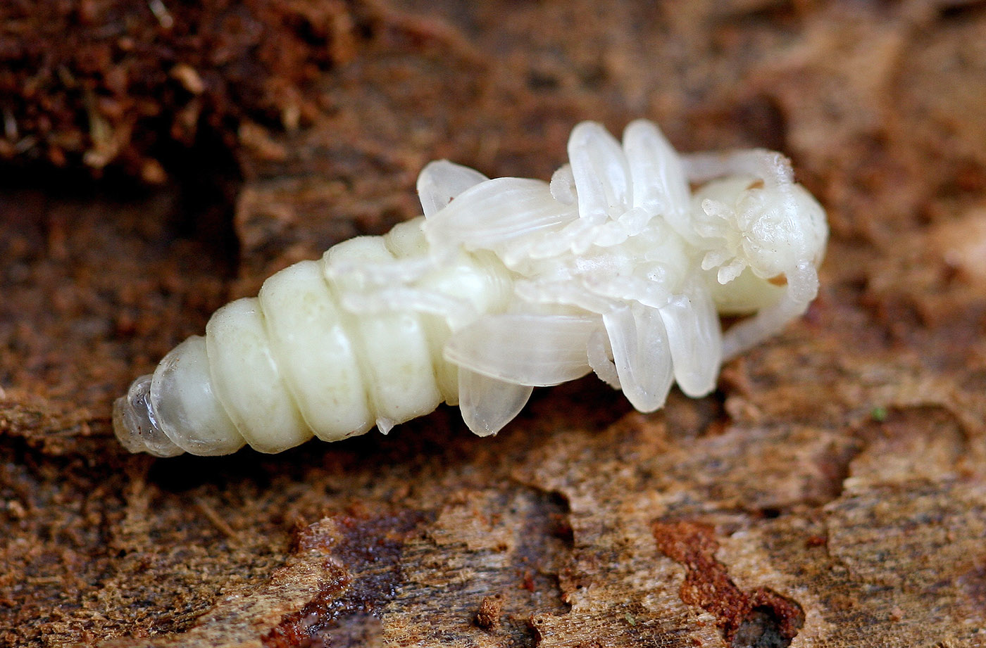 Tetropium gabrieli - pupa