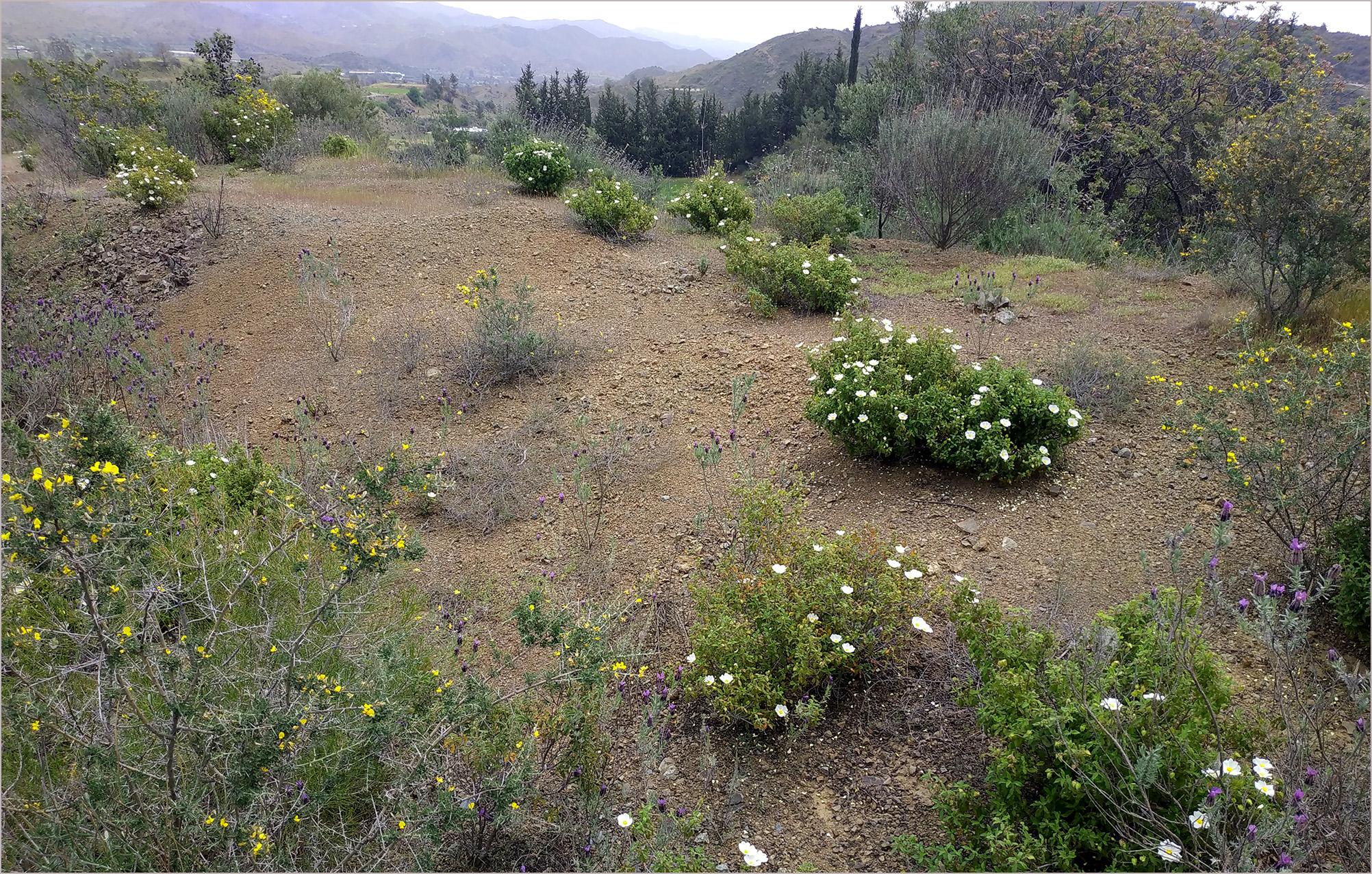 Trichoferus antonioui - habitat