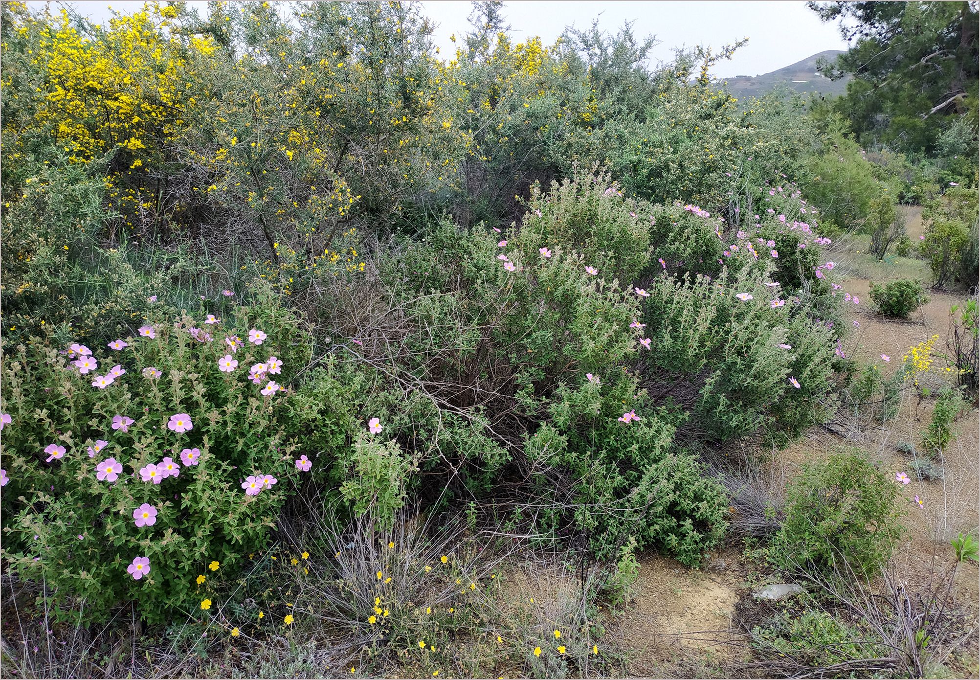 Trichoferus antonioui - habitat