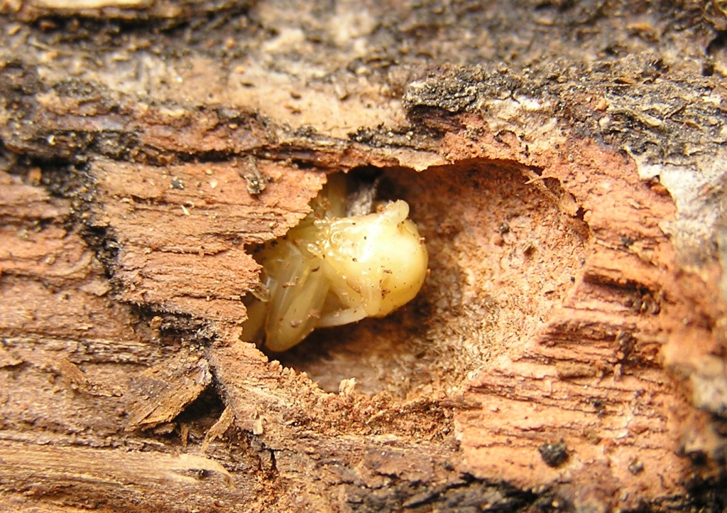 Trichoferus pallidus - gallery