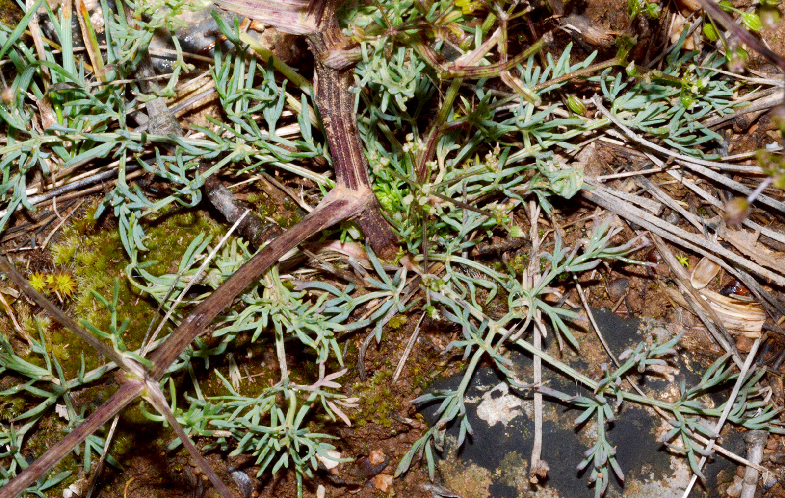 Trinia glauca