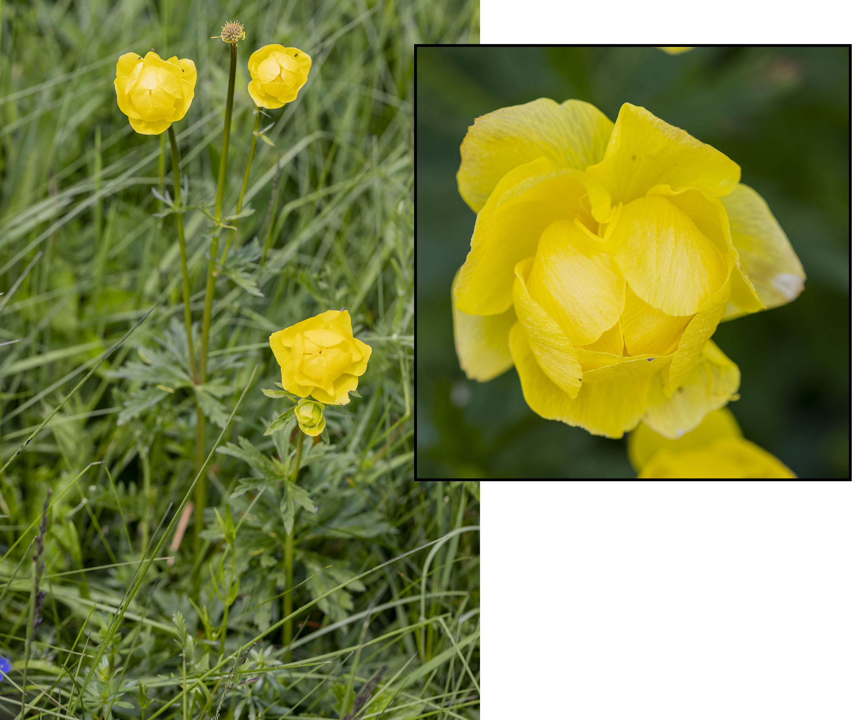 Trollius europaeus