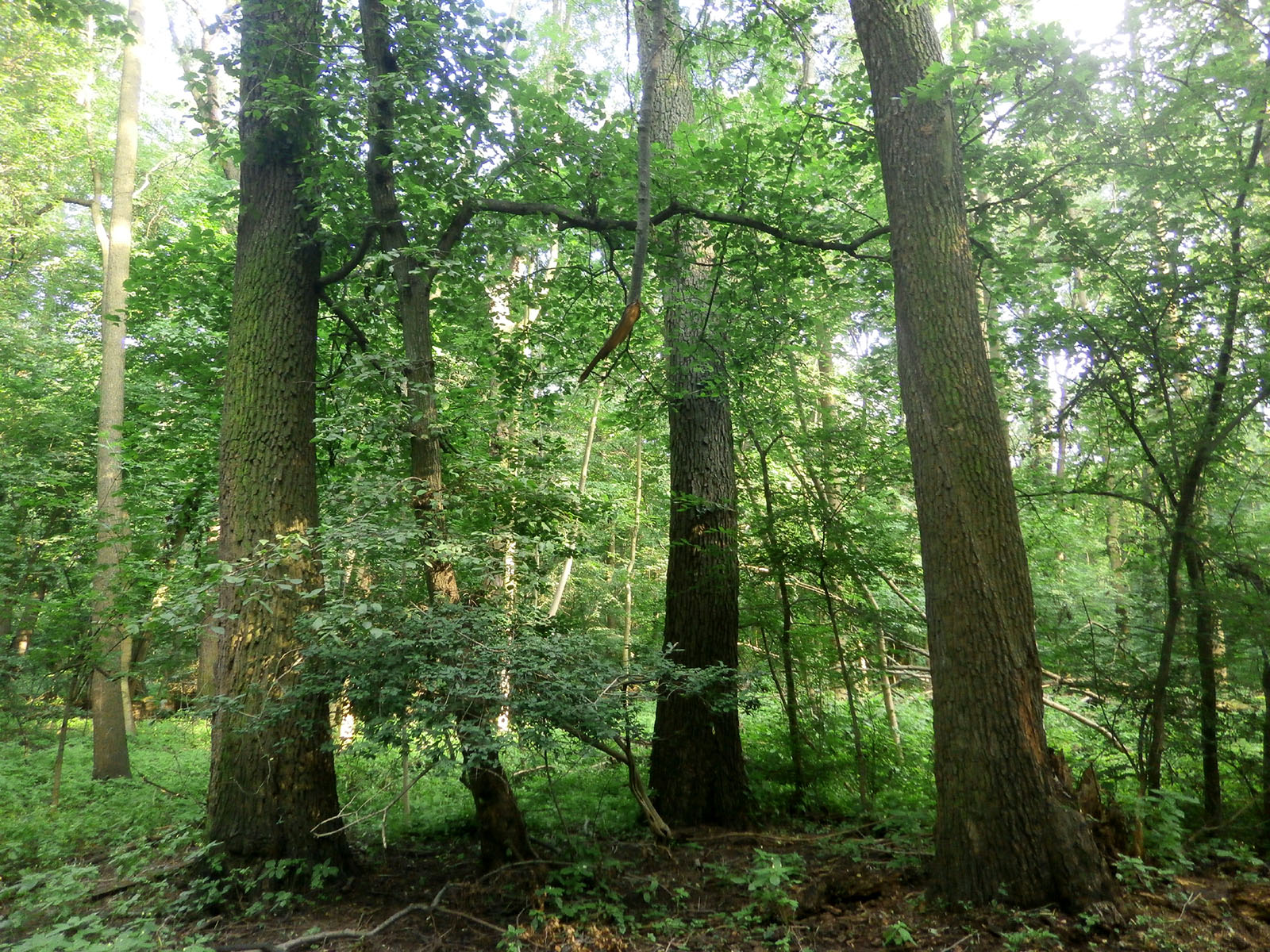 Xylotrechus ibex - habitat