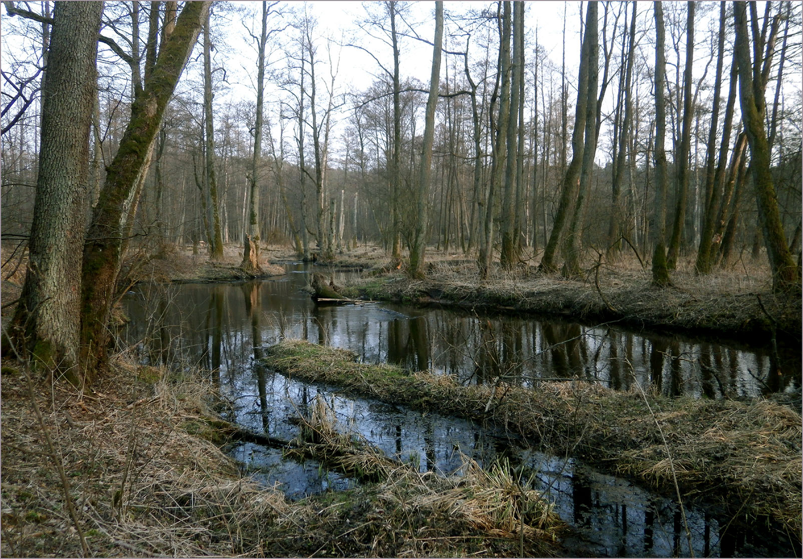 Xylotrechus ibex - habitat