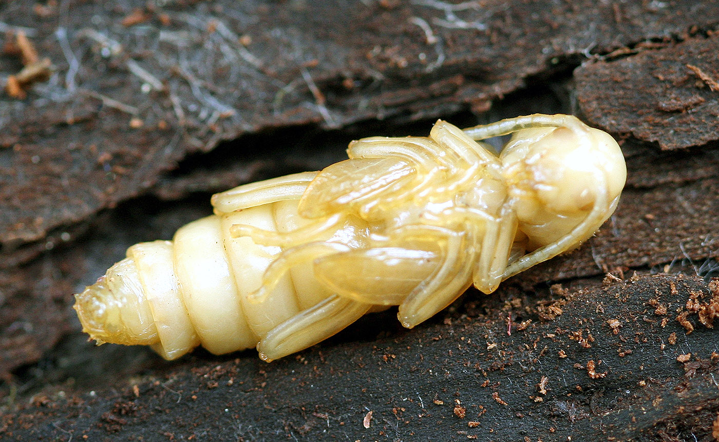 Xylotrechus ibex - pupa