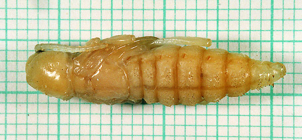 Xylotrechus stebbingi - pupa