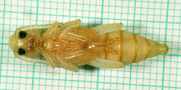 Xylotrechus stebbingi - pupa