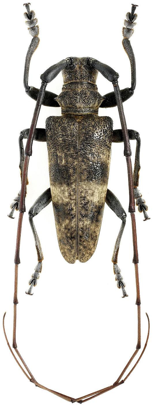 Acalolepta seunghwani