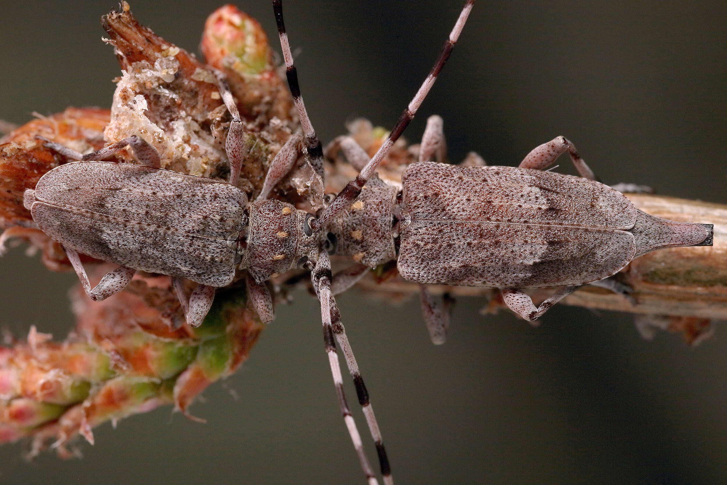 Acanthocinus aedilis