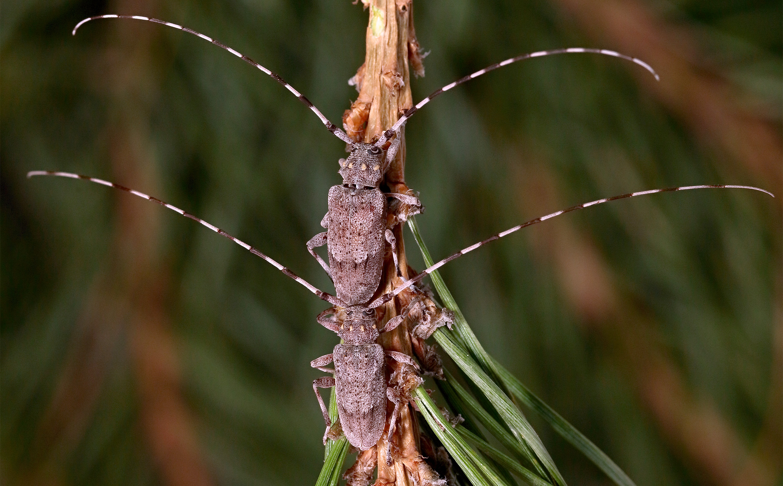 Acanthocinus aedilis