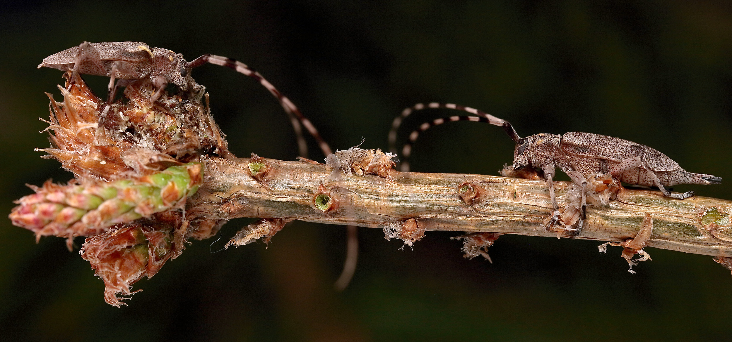 Acanthocinus aedilis