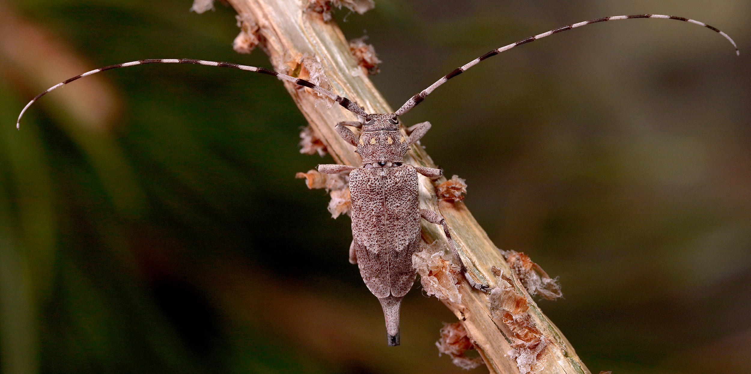 Acanthocinus aedilis