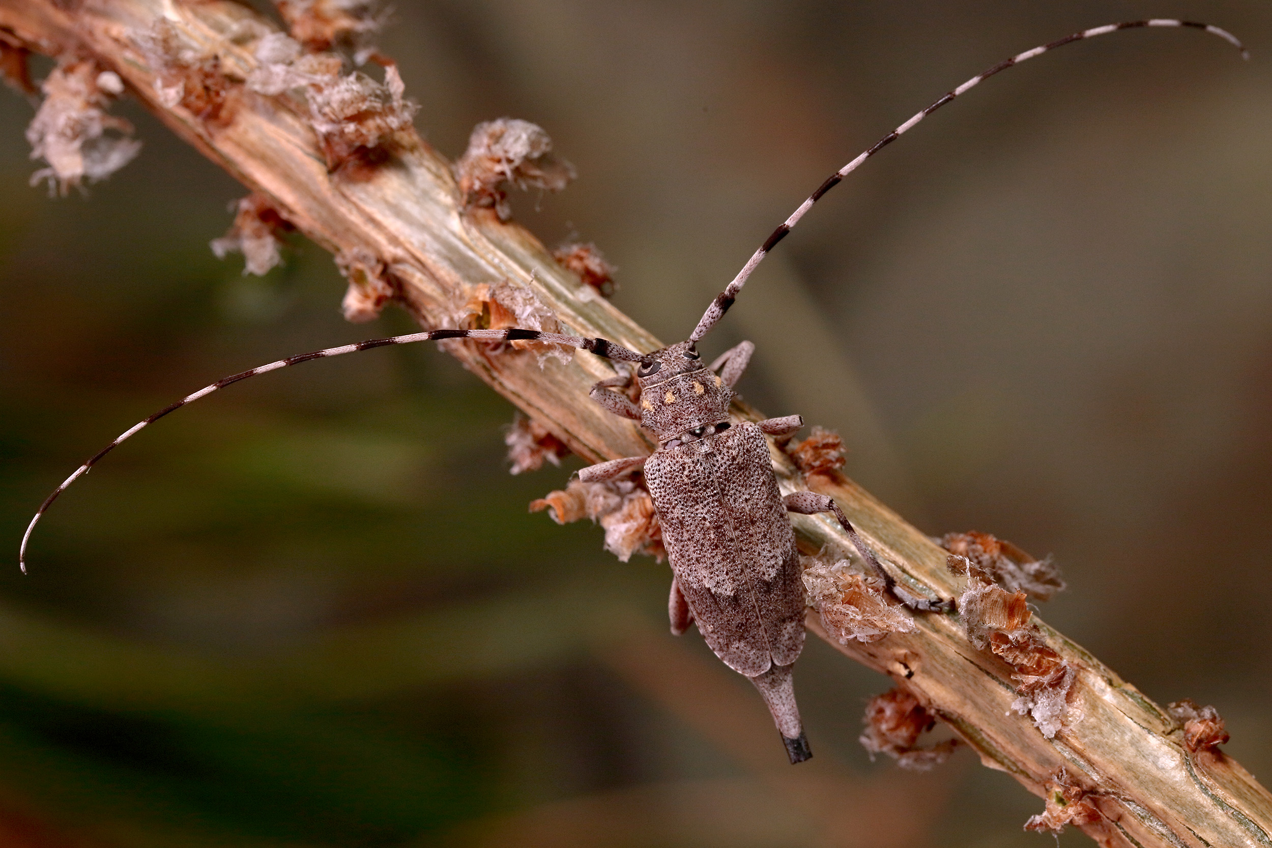 Acanthocinus aedilis