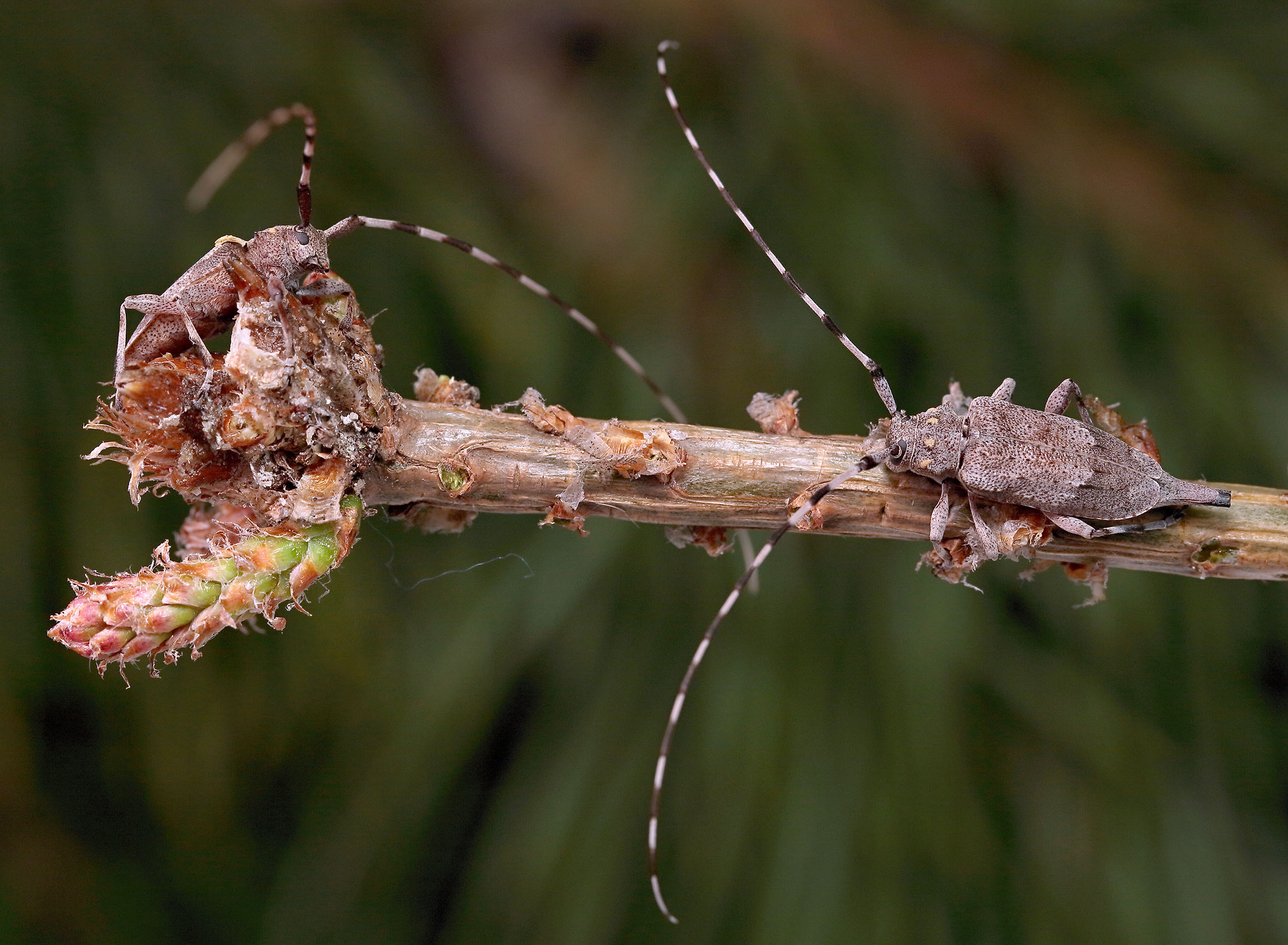 Acanthocinus aedilis