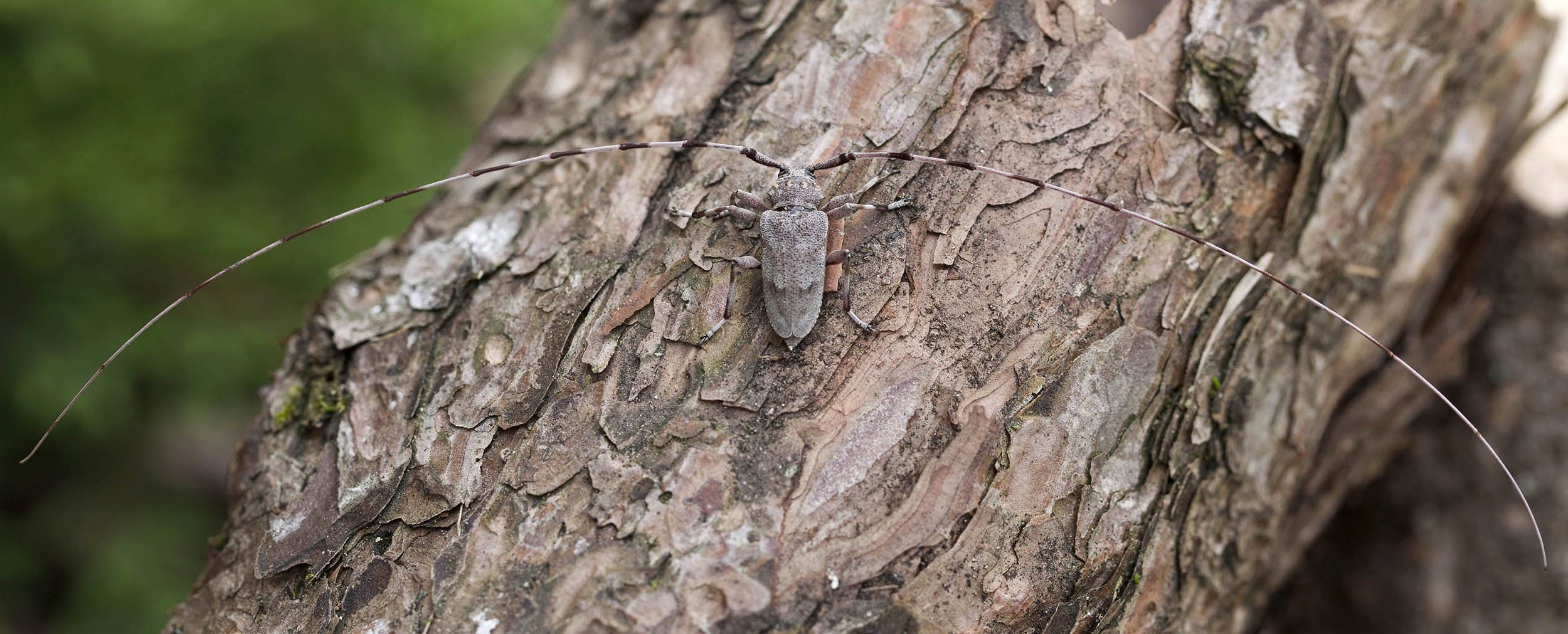 Acanthocinus aedilis