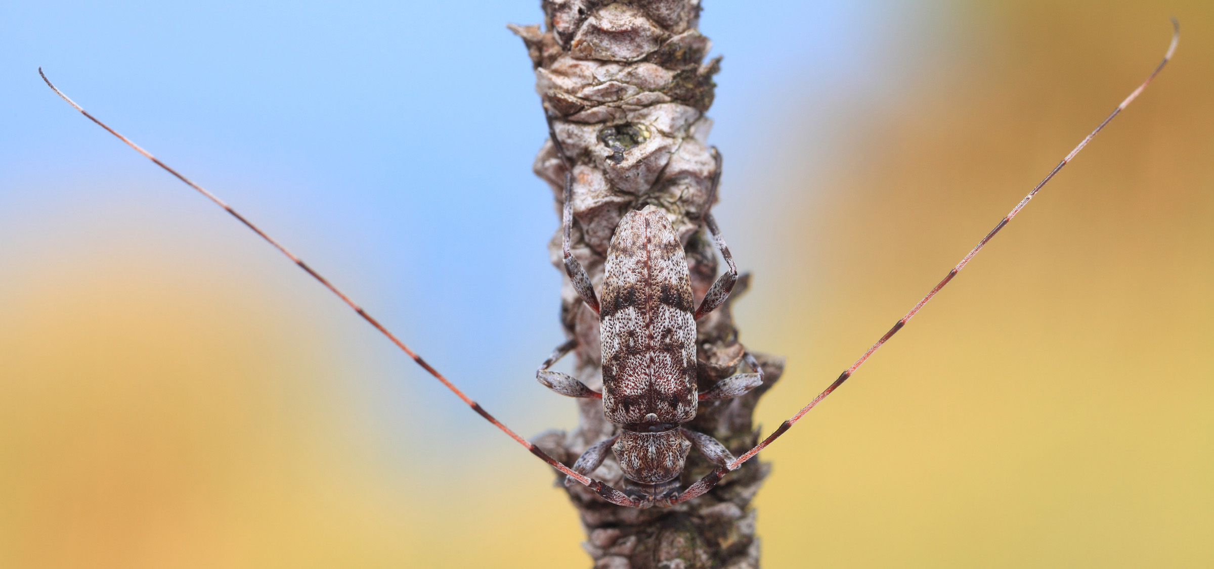 Acanthocinus henschi henschi