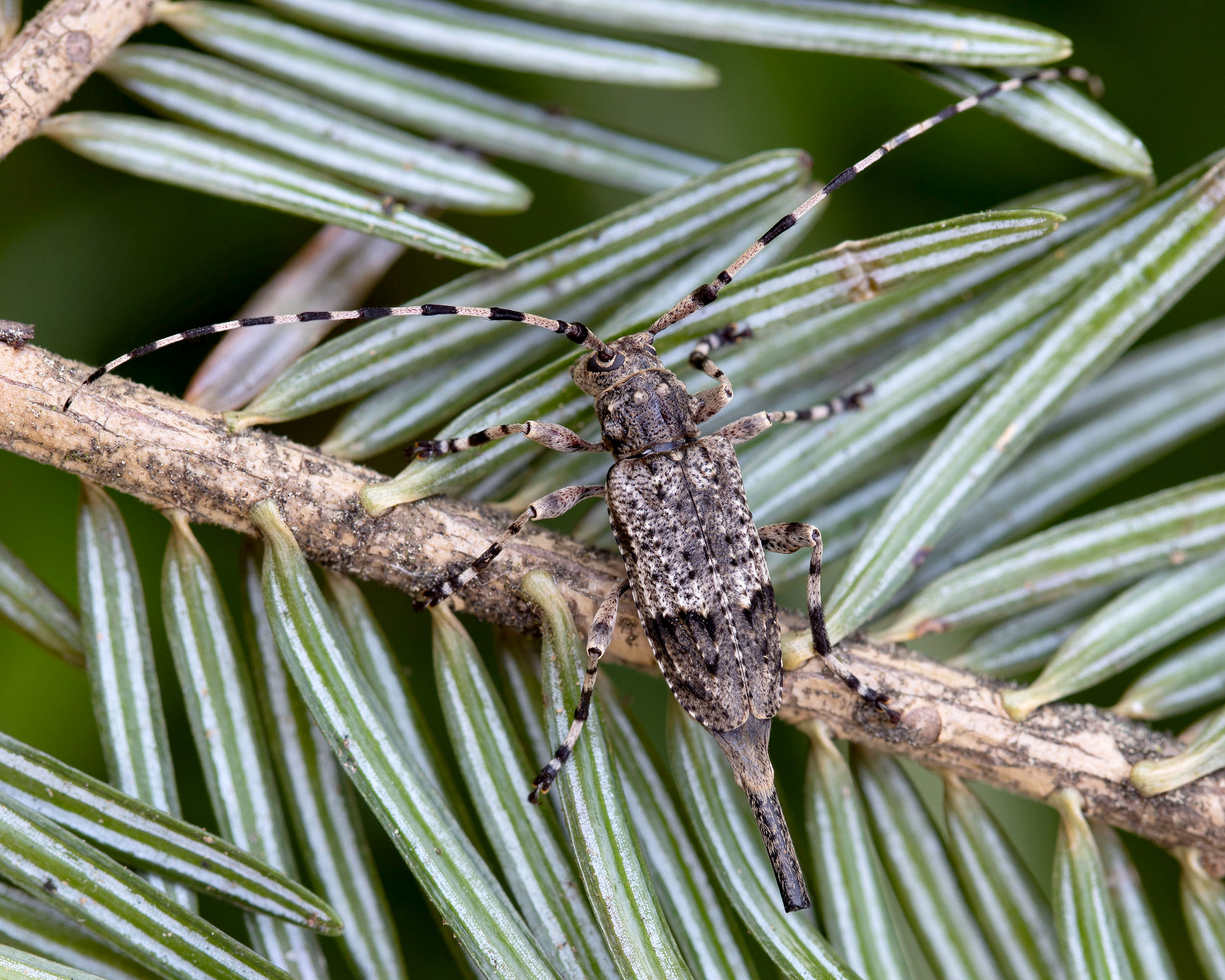 Acanthocinus reticulatus