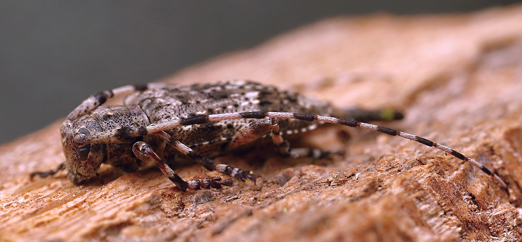 Acanthocinus reticulatus