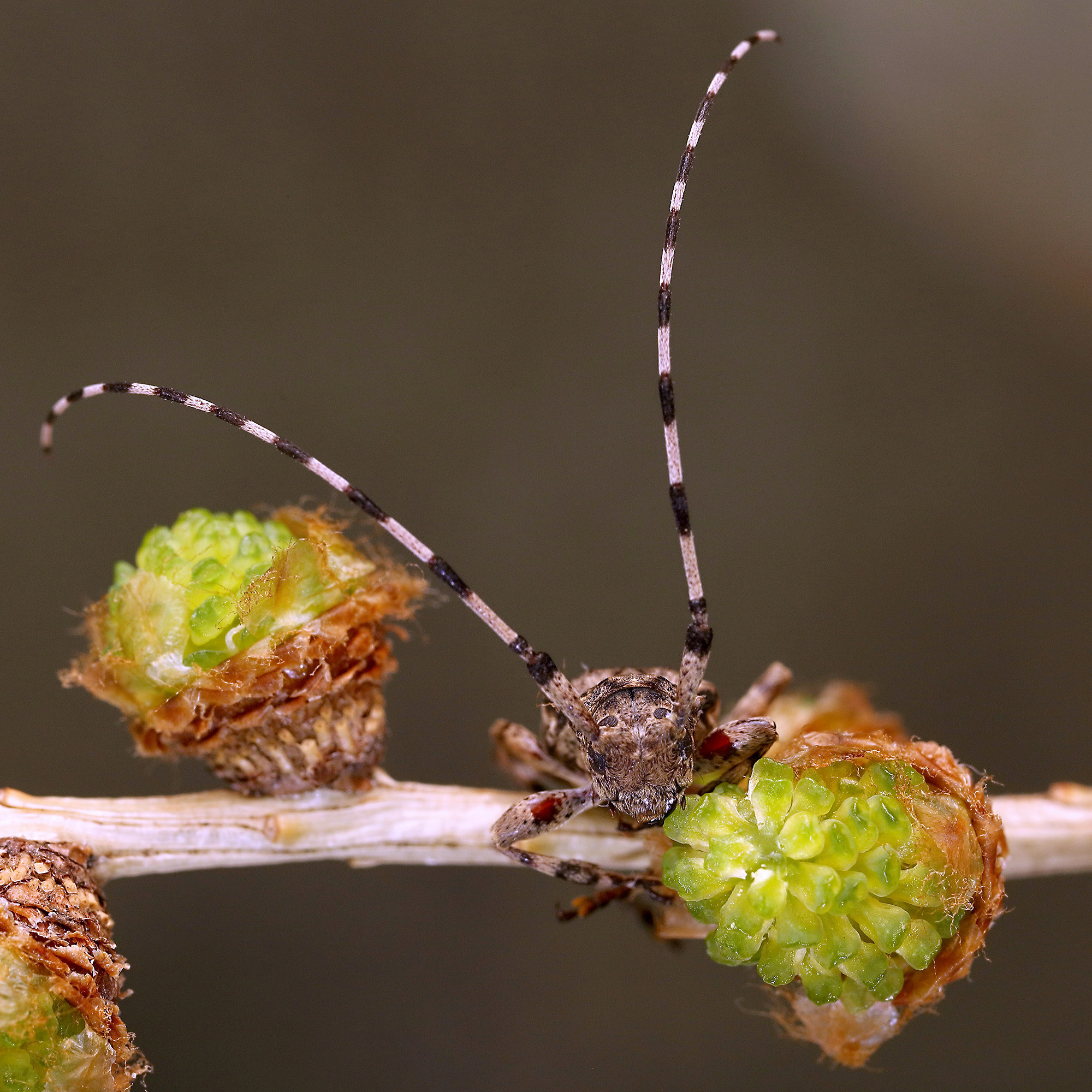 Acanthocinus reticulatus