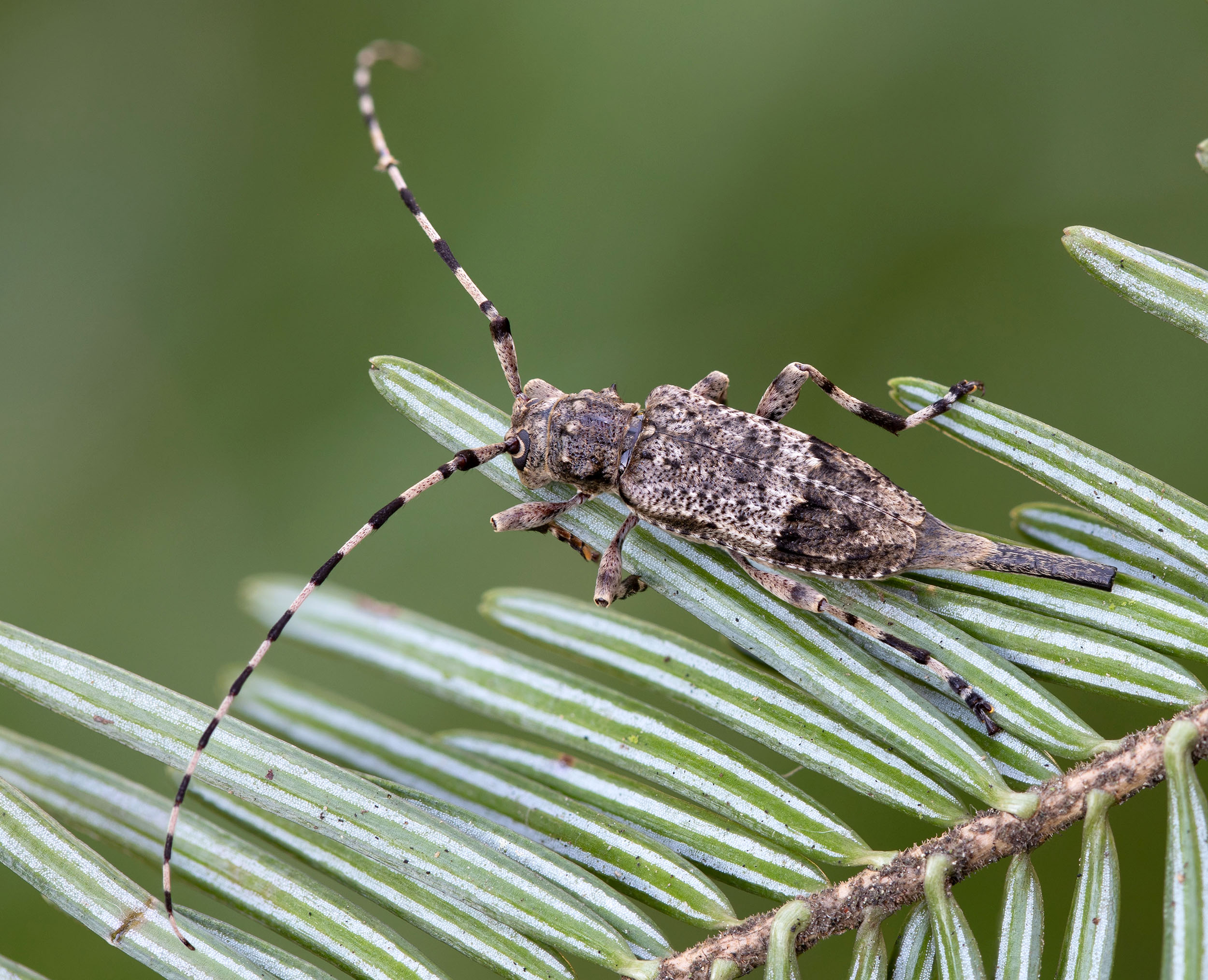 Acanthocinus reticulatus