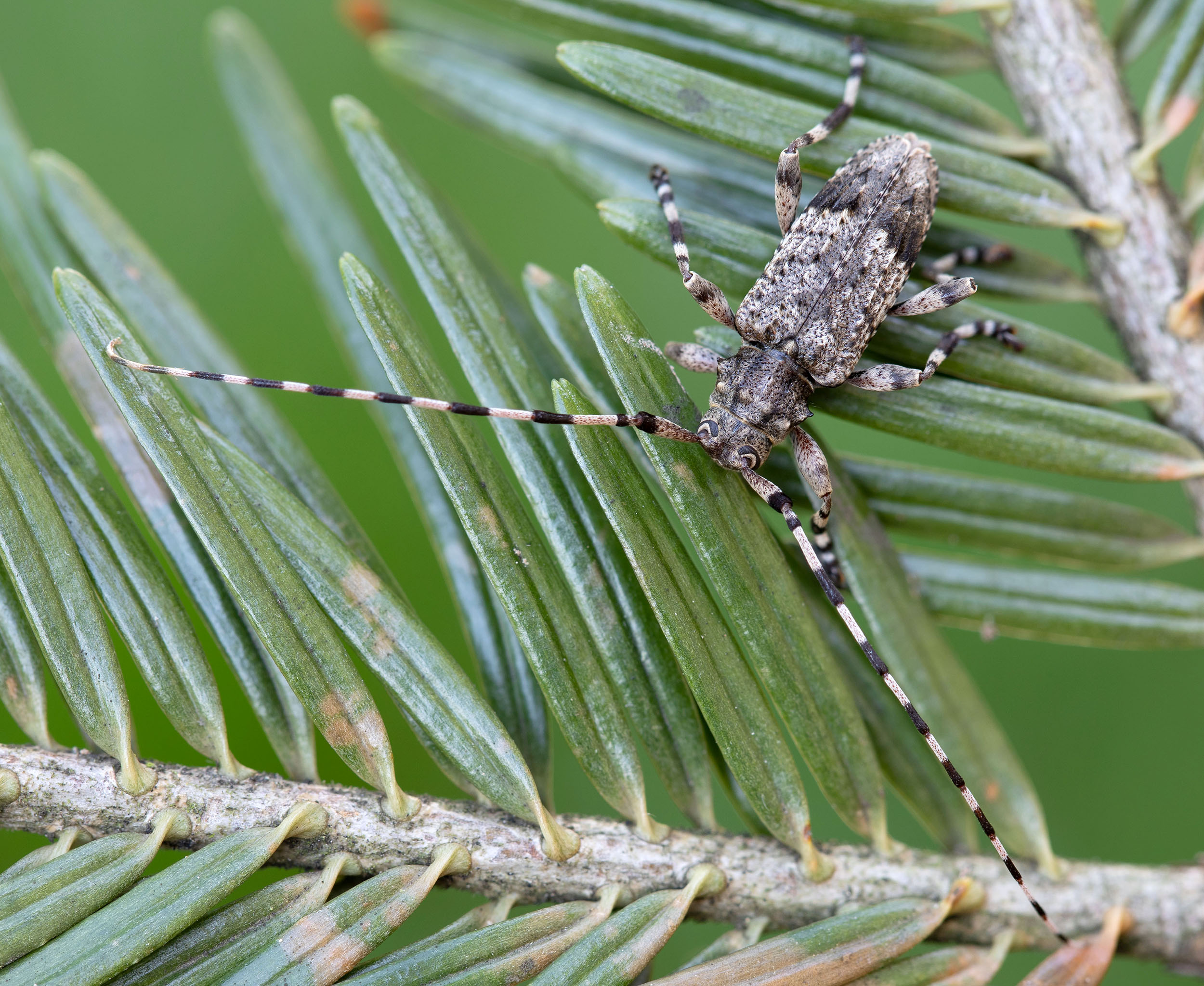 Acanthocinus reticulatus