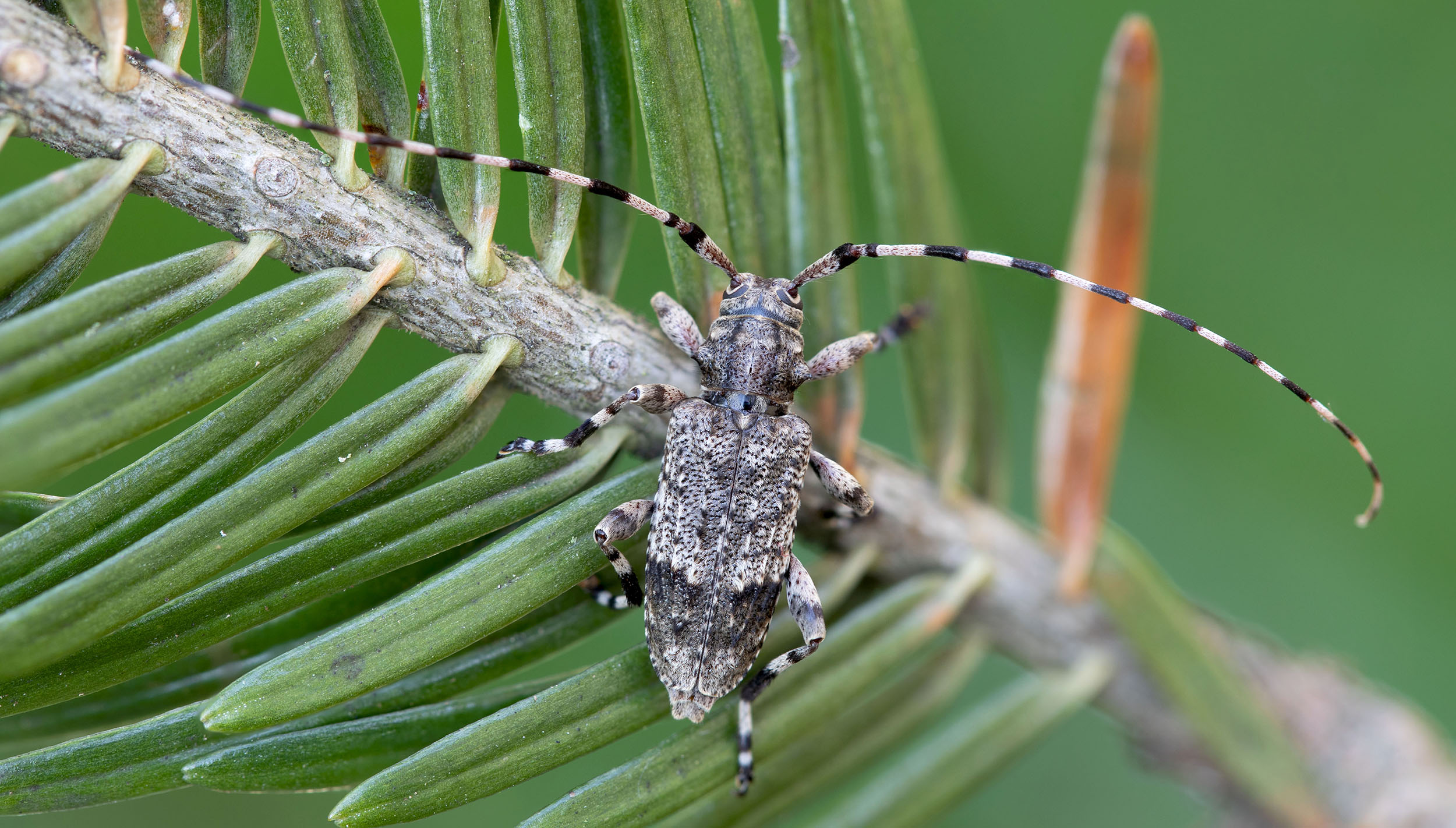 Acanthocinus reticulatus