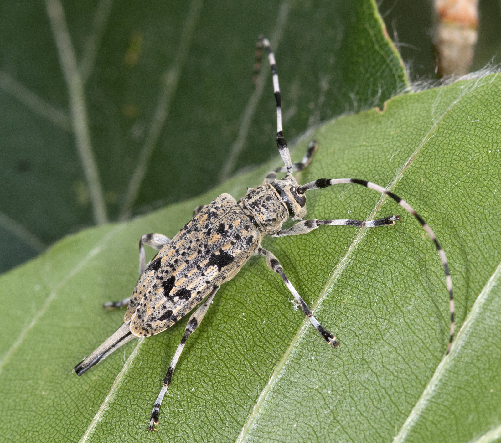 Acanthocinus xanthoneurus