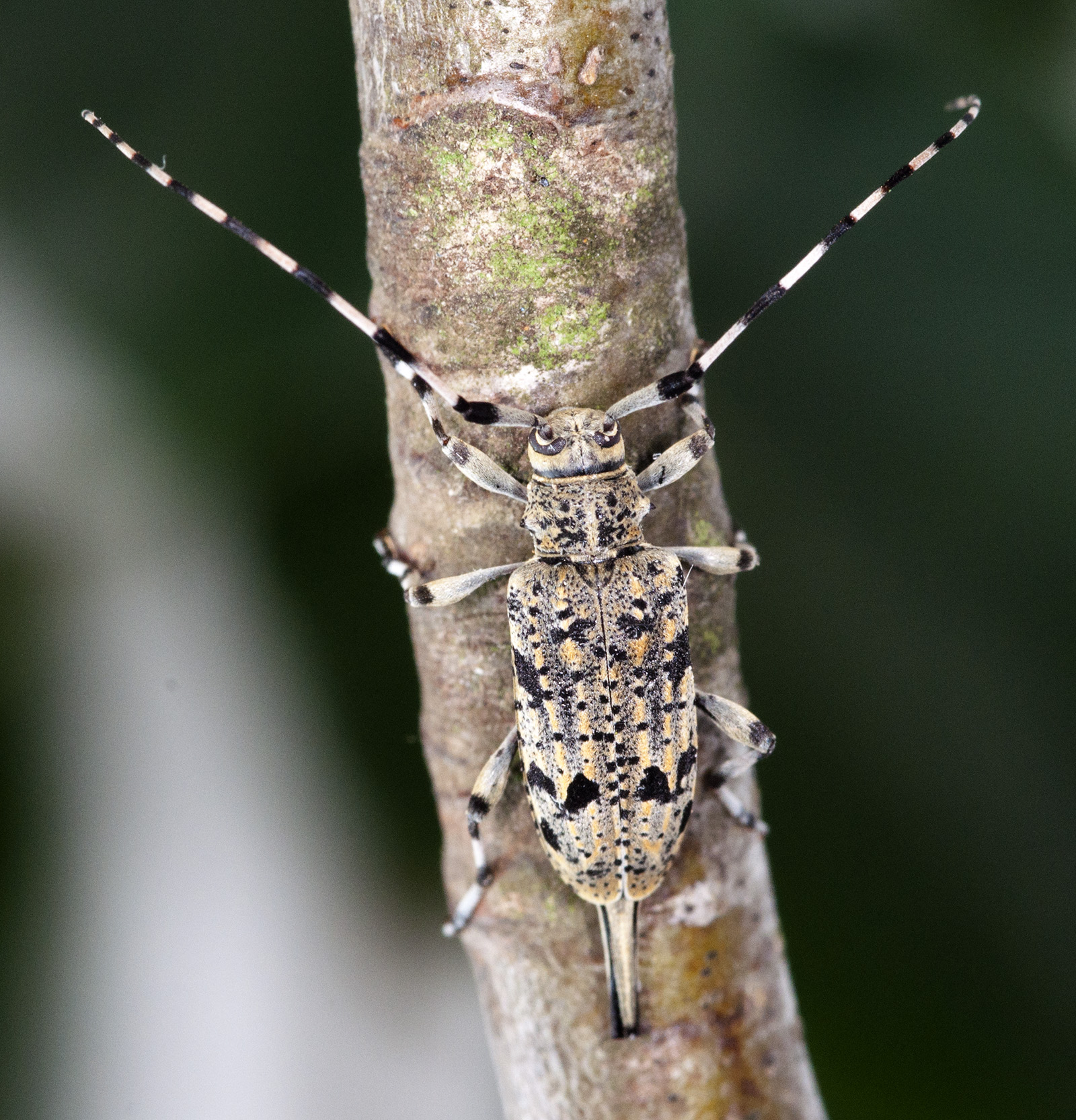 Acanthocinus xanthoneurus