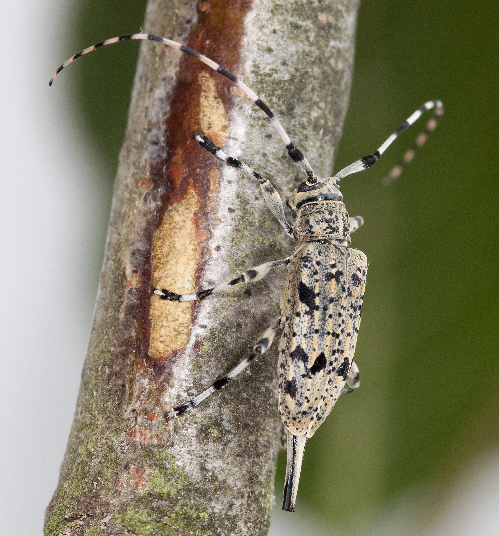 Acanthocinus xanthoneurus