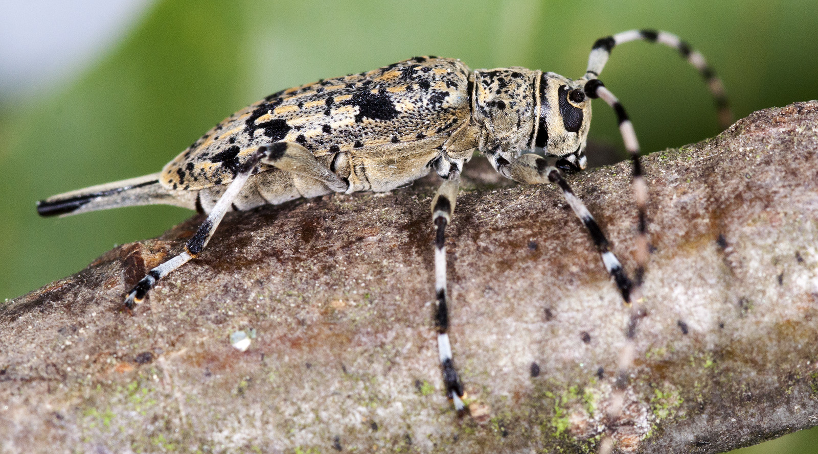 Acanthocinus xanthoneurus