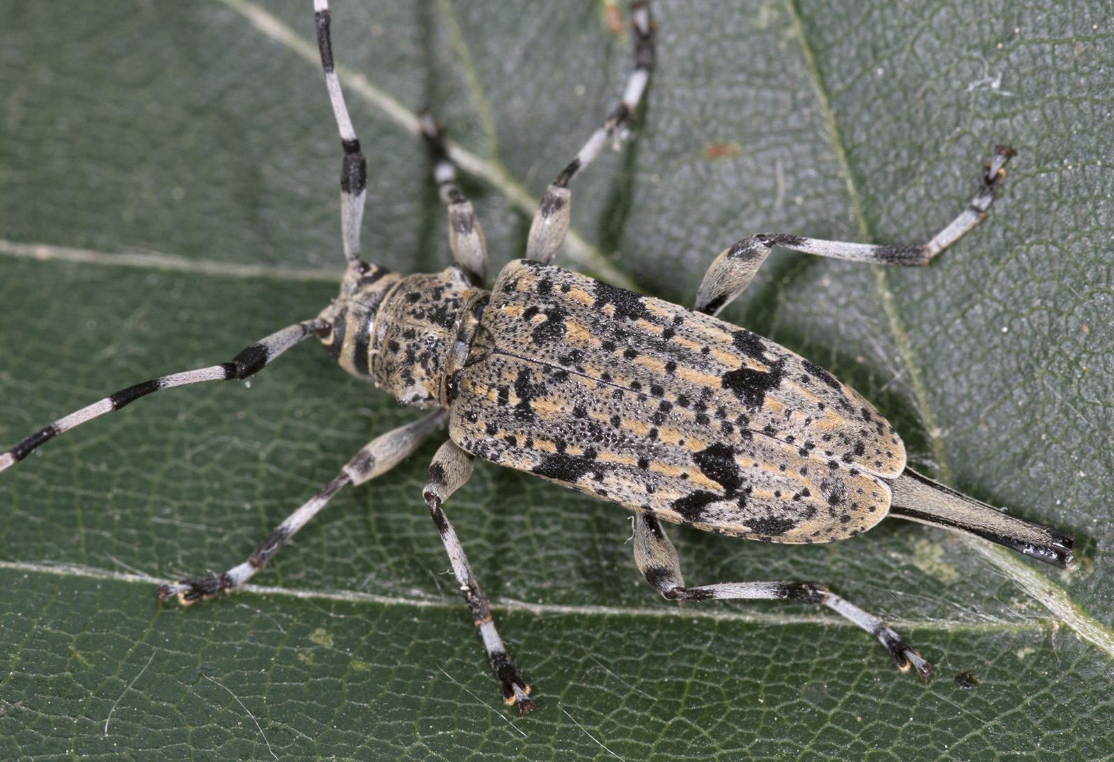 Acanthocinus xanthoneurus