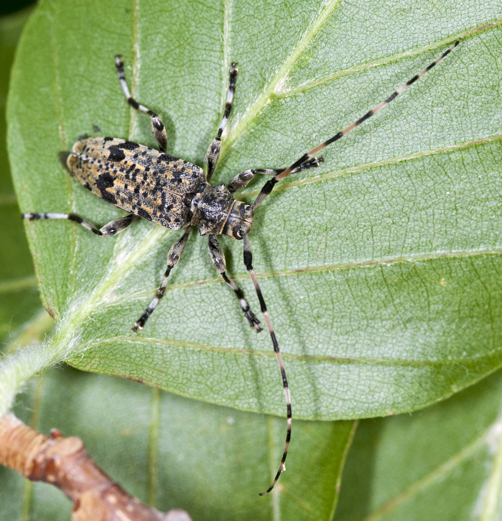 Acanthocinus xanthoneurus