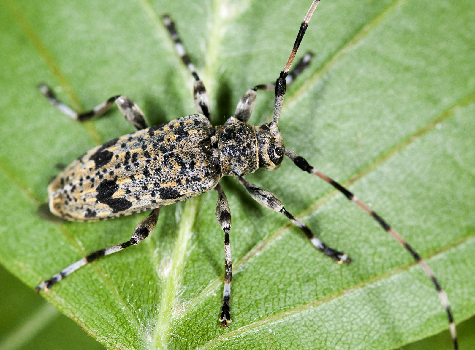 Acanthocinus xanthoneurus