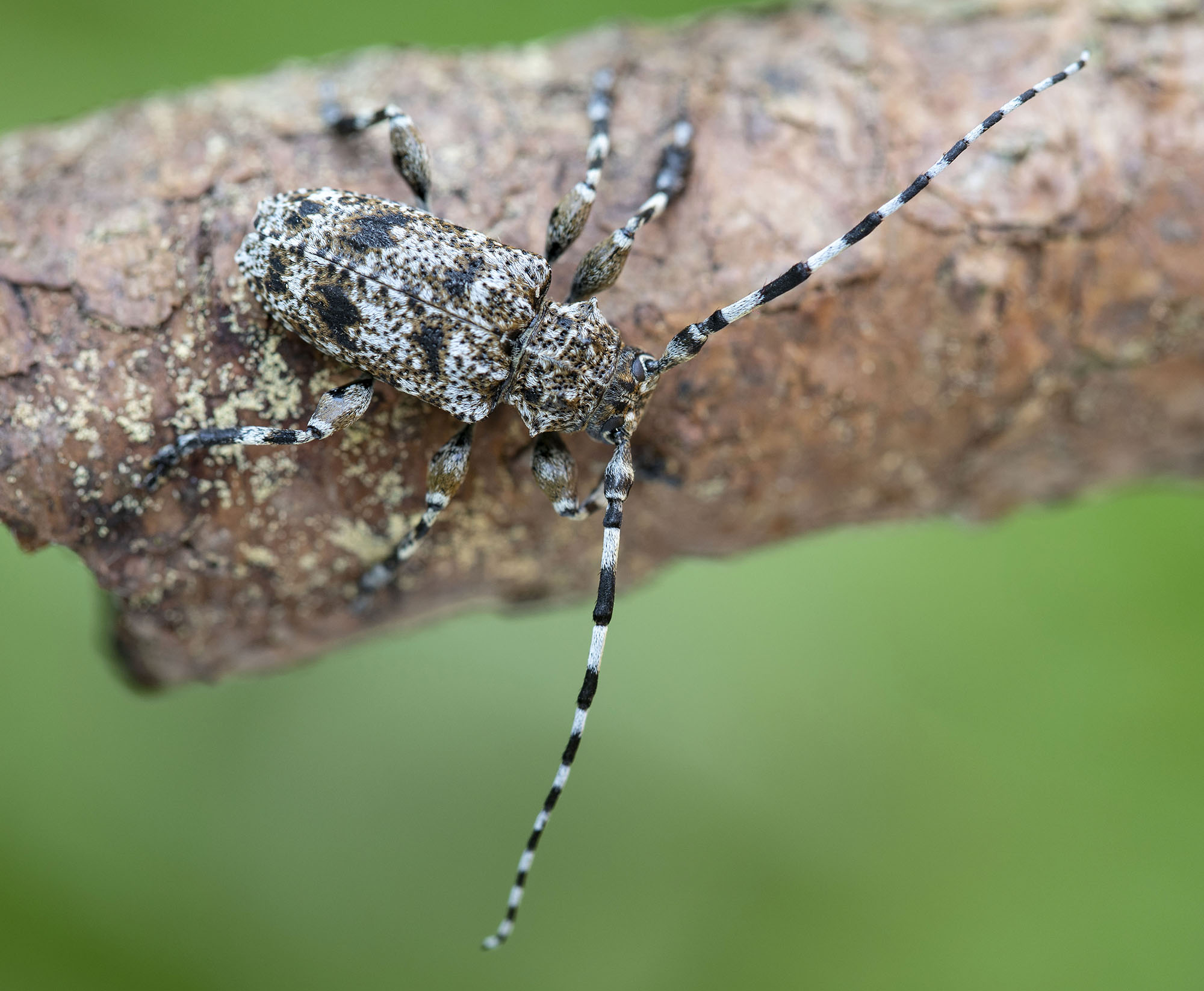 Aegomorphus clavipes