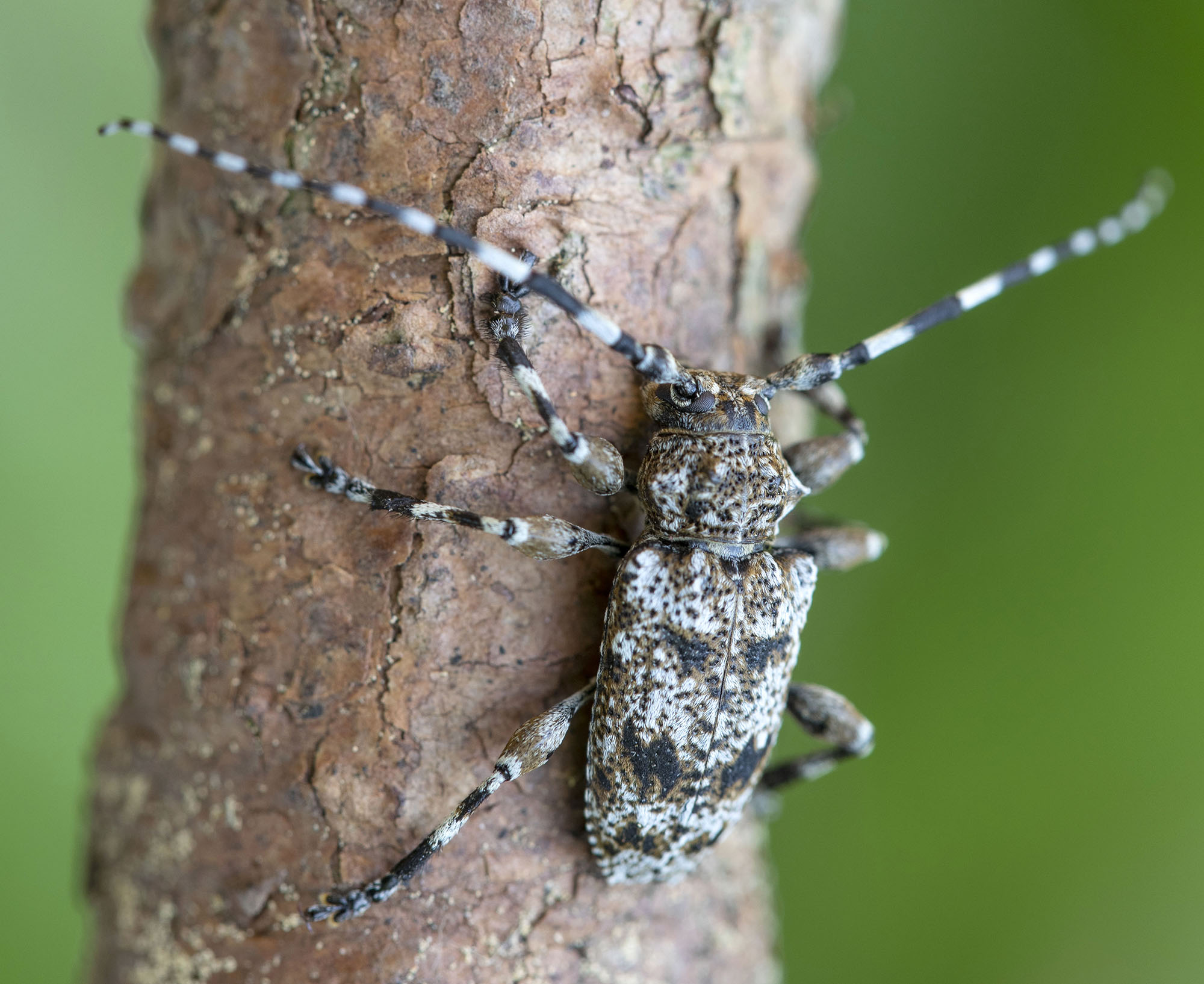 Aegomorphus clavipes