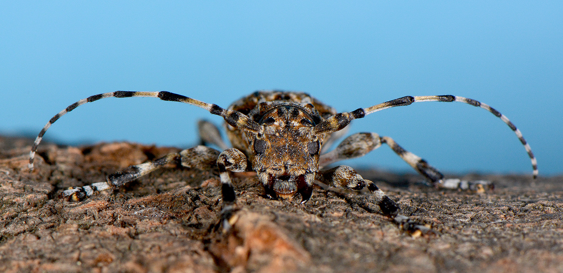 Aegomorphus clavipes